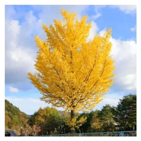 Ginkgo Autumn Gold - 202 Tree Center