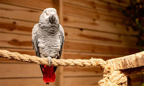 10 Incredible African Grey Parrot Facts - A-Z Animals