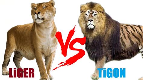 Liger VS Tigon - Liger VS Tigon Who Will Win | สรุปข้อมูลที่สมบูรณ์ ...