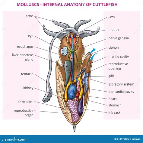 Cuttlefish anatomy stock vector. Illustration of structure - 211970086