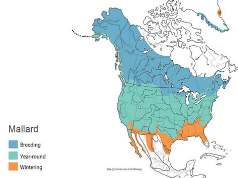 Mallard Migration Map | Color 2018