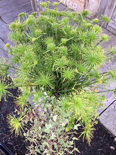 CYPERUS PAPYRUS 'LITTLE PRINCE' – Horlings Plants