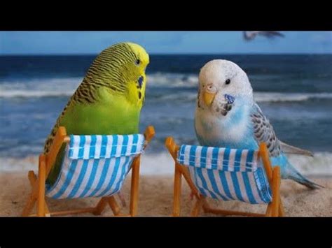 Budgie cute and funny compilation | Talking birds - YouTube