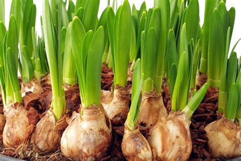 What Bulbs Grow In Zone 8: Learn About Common Zone 8 Bulb Varieties