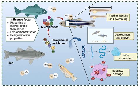 Toxics | Free Full-Text | Factors Affecting the Adsorption of Heavy ...