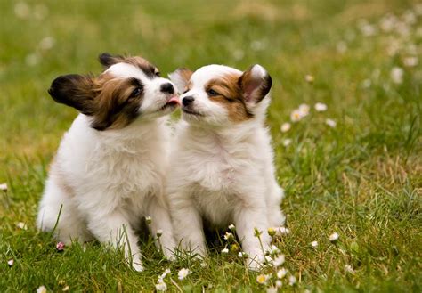 Papillon Dog Info, Temperament, Lifespan, Shedding, Puppies, Pictures