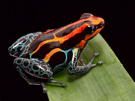 Why Are So Many Amphibian Species Threatened By Extinction? - Earth.com