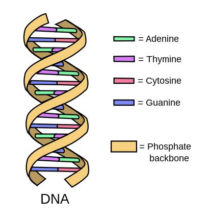 Double Helix Facts, Model & Structure | Study.com