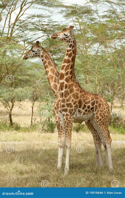 Two-Headed Giraffe stock photo. Image of rothschild, africa - 19018646