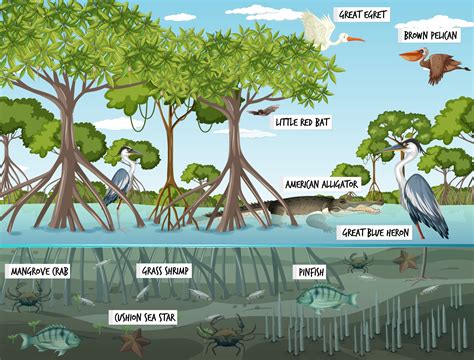 Mangrove forest landscape scene at daytime with many different animals ...