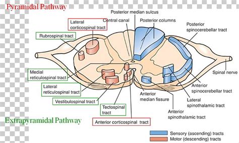 Extrapyramidal Symptoms Extrapyramidal System Chlorpromazine Pyramidal ...