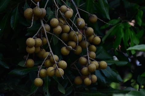 Longan fruit bunch on longan tree in asian country. 11973904 Stock ...