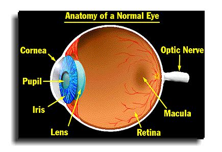 Eye Anatomy Images - Anatomical Charts & Posters