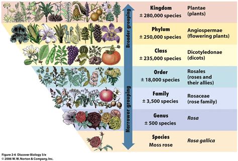 Plant Taxonomy Classification