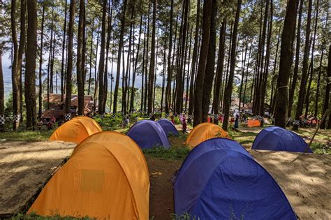 Camping di Tengah Rimbunnya Hutan Pinus Nglimut