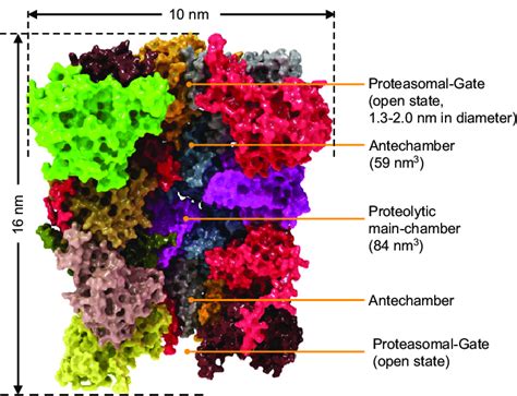 Structure of the eukaryotic proteasome. In this image the single ...