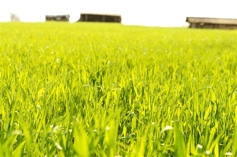 Free picture: grain field, spring, crops, agriculture