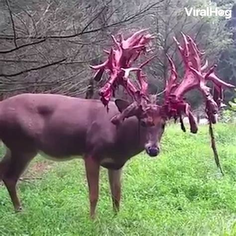 Stag Shedding Antler Velvet Looks Horrifying | Deer shedding their ...