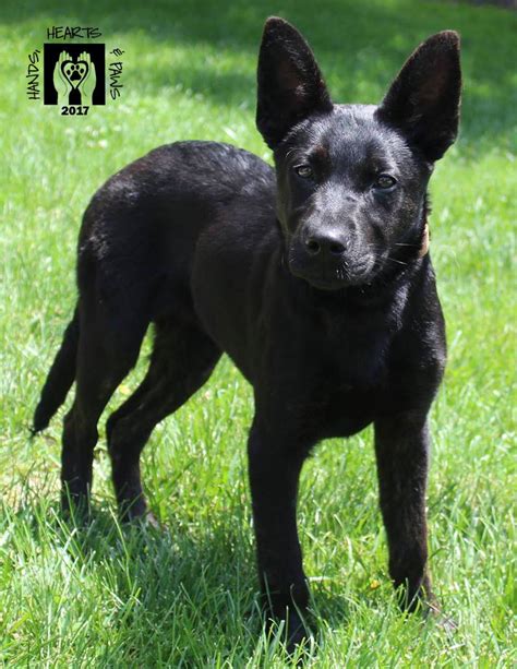 black-sheprador | Black Labrador Dog