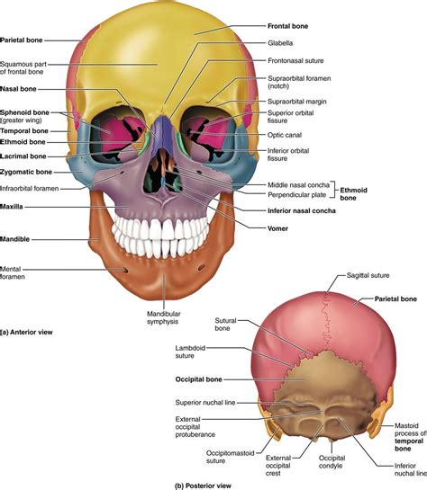 Anterior and posterior view of the skull | Human anatomy and physiology ...