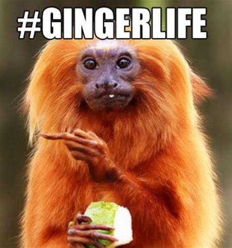 100 Hilarious Ginger Meme Images