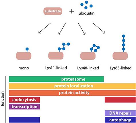 Structure and function of common ubiquitin modifications. Ubiquitin may ...