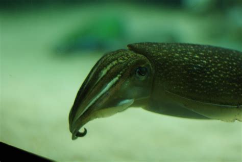 cuttlefish | Fish pet, Cuttlefish, Pets