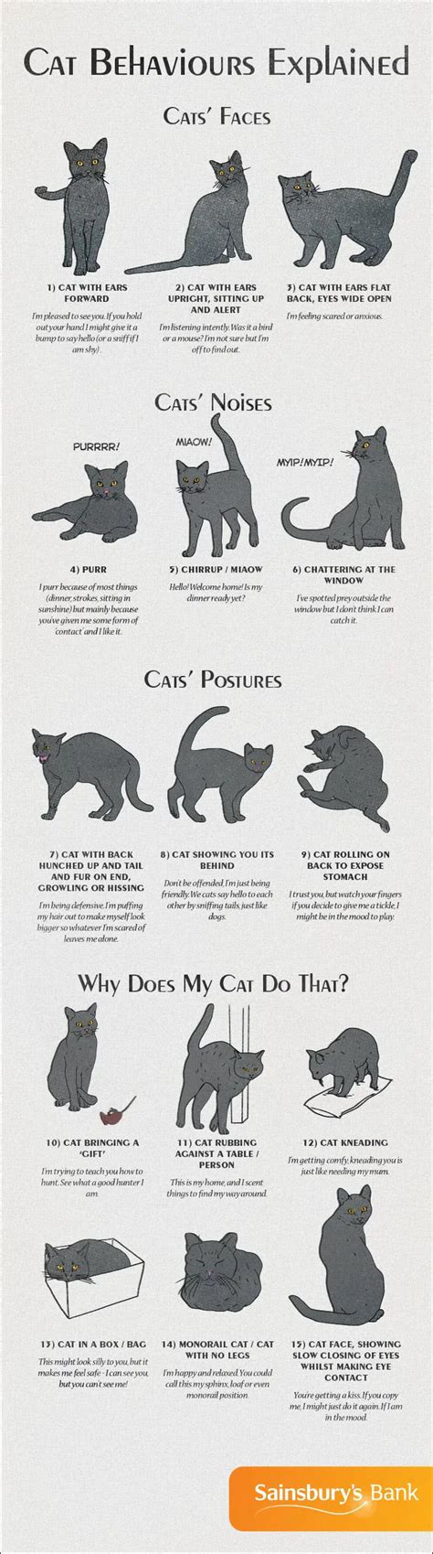 Infographic: Cat Behaviors Explained - The Catington Post