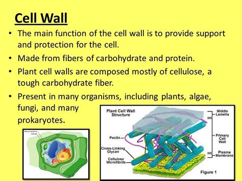 What is the main function of cell wall? - Brainly.in