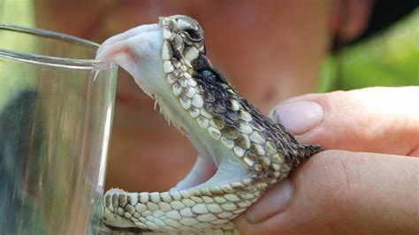 Azerbaijan may export snake venom