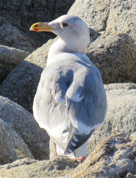 Gull ID Tips, Plus a Hybrid Gull (as if gull identification could ...