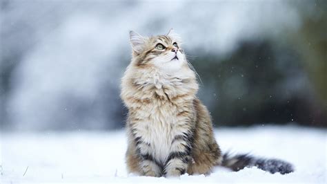 Free Wallpaper Winter Cats - WallpaperSafari