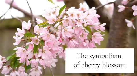 The Meaning and Symbolism of Cherry Blossom - YouTube