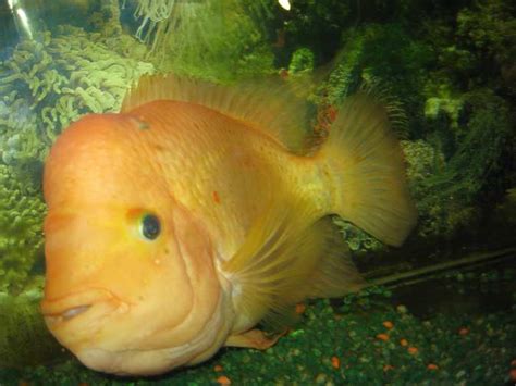 Red Devil Cichlid Story - HubPages