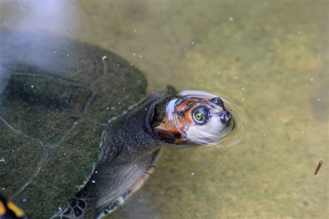 Giant Amazon River Turtle or Arrau Turtle (Podocnemis expa… | Flickr