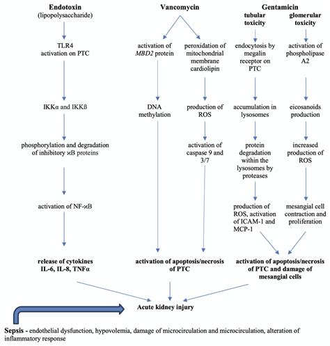 Pathophysiology Of Acute Renal Failure