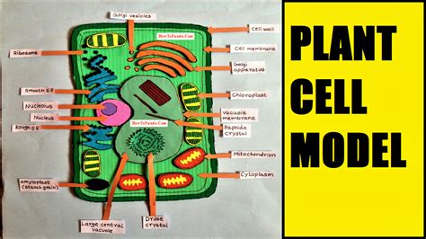 How To Make Plant Cell 3D model for school science exhibition - Science ...