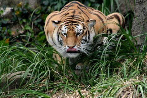 File:Hunting tiger.JPG - Wikipedia