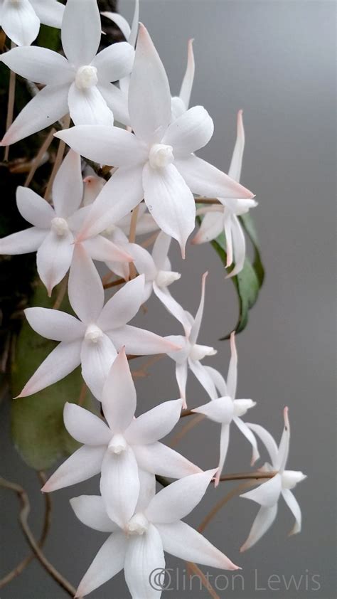 Mamis Garden | orchiddynasty: Aerangis biloba (Africa) | Beautiful ...