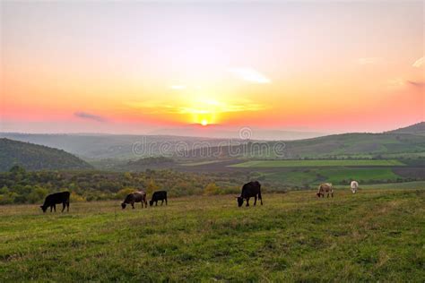 Cows Grazing on a Green Meadow at Sunset Stock Photo - Image of farming ...