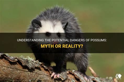 Understanding The Potential Dangers Of Possums: Myth Or Reality? | PetShun