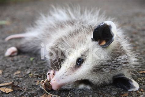 Possum Plays Dead Ugly Wild Animal Behavior Stock Photos - FreeImages.com