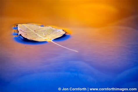 Fall Cottonwood Leaf Photo, Picture, Print | Cornforth Images