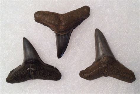 Jewelry- grade Lemon shark teeth | 772-539-7005 Fossil Hunting Tours ...