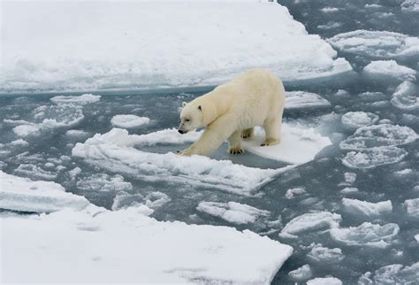 Why polar bears became an icon of climate change - Earth.com