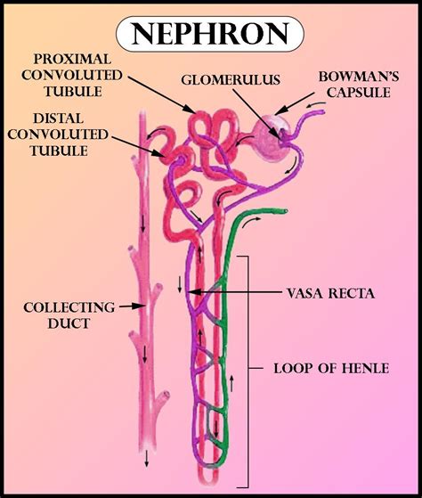 Distal Convoluted Tubule Diagram