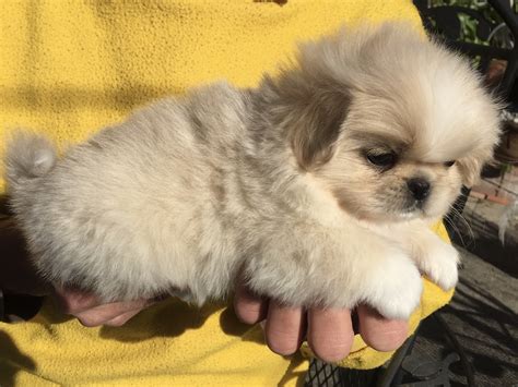 Pekingese Puppies For Sale | Dallas, TX #318741 | Petzlover