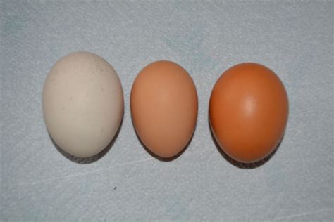 What do Gold Laced Wyandotte eggs look like?? | BackYard Chickens ...