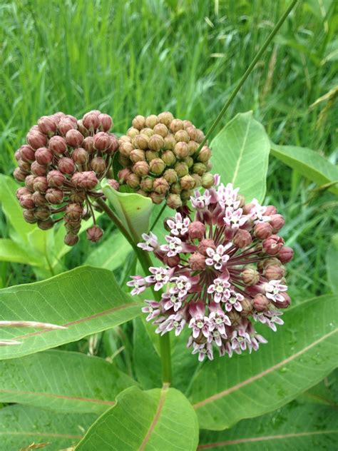 Milkweed: a Curious Wild Edible | Hearken to Avalon