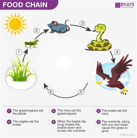 Energy Flow in Ecosystem- Food Chain,Food Web and Energy Pyramids